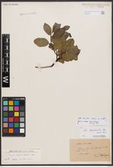 Salix bicolor Ehrh. ex Willd.